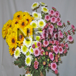 chrysanthemum novelty flowers | assorted